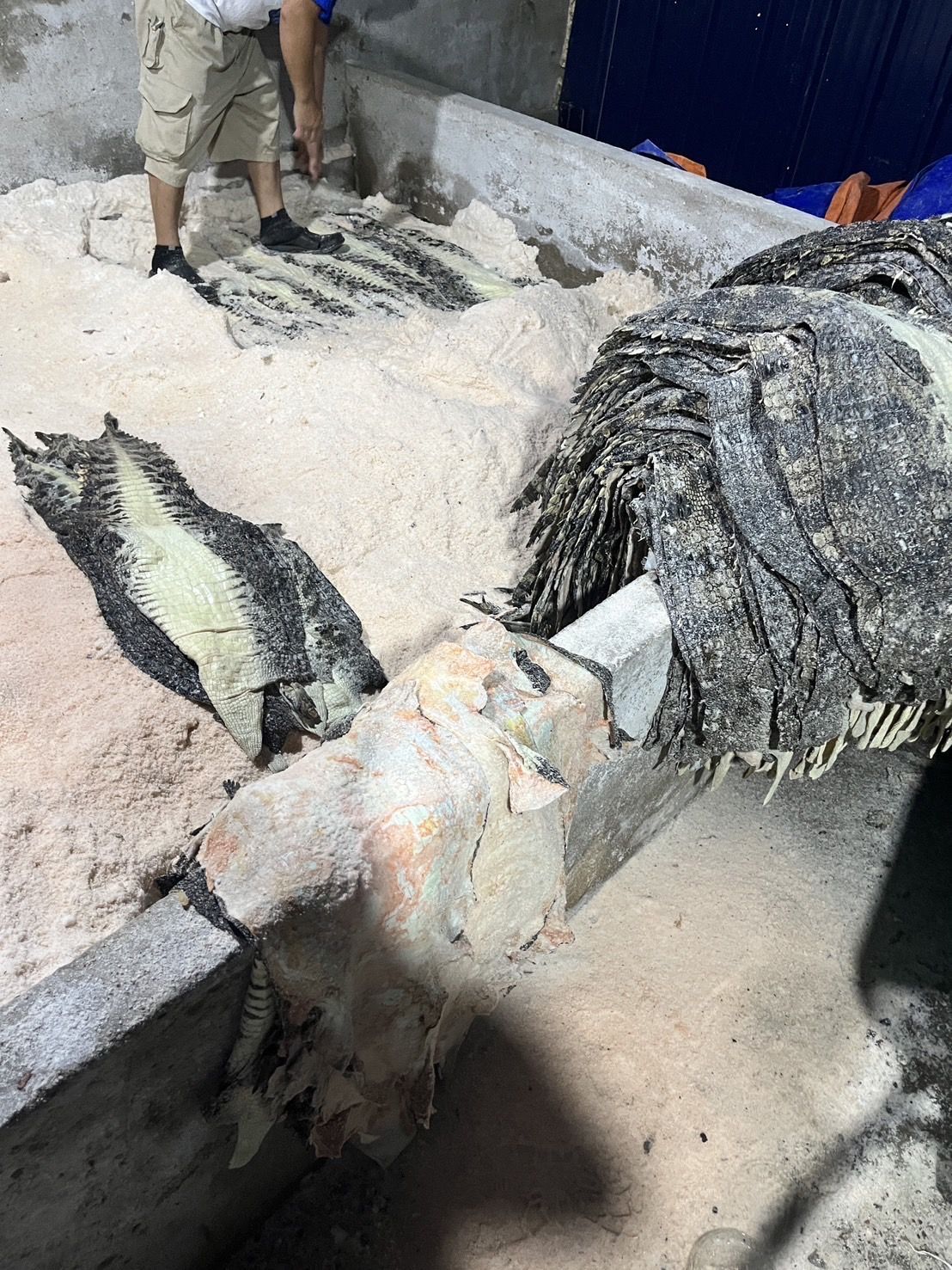 豊富なカラーバリエーション